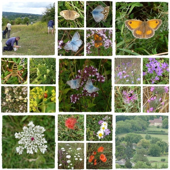Butterflies and flowers at Magdalen Hill Down Nature Reserve