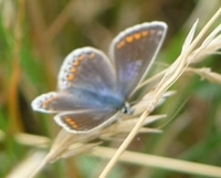 Chalkhill Blue Butterfly at Magdalen Hill Down Nature Reserve
