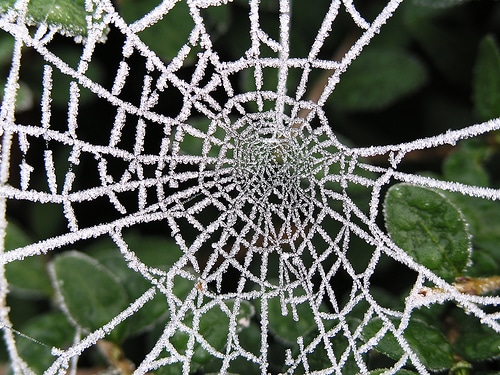 Frosty Spider Web