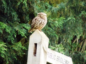 A Little Owl Perches Atop a Public Bridleway Sign in Surrey