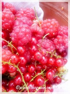 Home grown raspberries and red currants