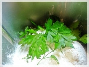 Chopping parsley into my flour for extra flavour
