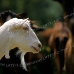 A beautiful white goat from Chavignol near Sancerre